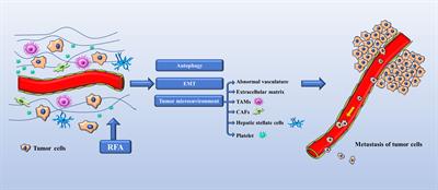 Progression of hepatocellular carcinoma after radiofrequency ablation: Current status of research